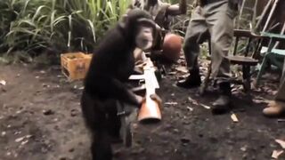 Who Gave the Monkey an AK-47? Not too Smart