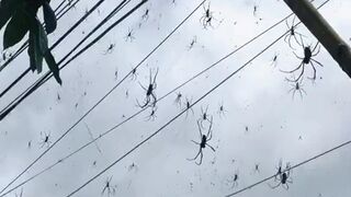 Giant Spiders Overtook an Entire Neighborhood in Bali...