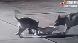 Shocking Video shows Young Boy being Mulled by Wild Dogs in the Streets of China