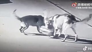 Shocking Video shows Young Boy being Mulled by Wild Dogs in the Streets of China