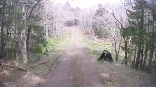 A Territorial Grizzly Bear in Japan has No Fear as he Charges a Jeep