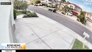 California Woman Bitten by Rattlesnake While Barefoot Gardening