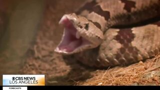 California Woman Bitten by Rattlesnake While Barefoot Gardening