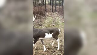 Pie-Bald Whitetail Deer.