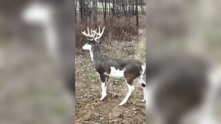 Pie-Bald Whitetail Deer.
