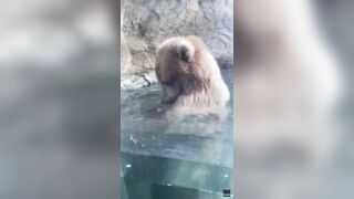 Young Grizzly Bear Eats Ducklings in Front of Horrified Children at Woodland Park Zoo in Seattle.