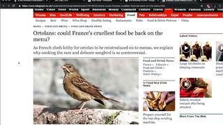 The French Ortolan Bird: Drowned in Liquor and Eaten Whole