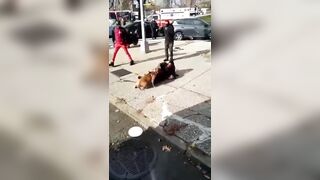 Hard to Watch: Pitbull Attacking its Owner as People use Baseball Bats still Can't Stop It
