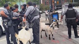 Black Man Taken into Custodyfor Bringing a Goat into Public in Washington, D.C.