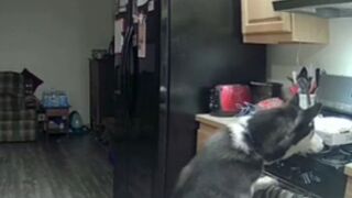 Guilty! Dog Starts the Oven with No One Home and he knows He did Something Wrong