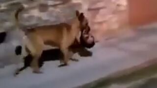 Wild Dog Running Away with a Human Head in its Mouth..
