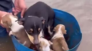WATCH THIS: Awesome Footage shows Civilians Rescuing Dogs and Puppies Abandoned in Brazilian Floods..