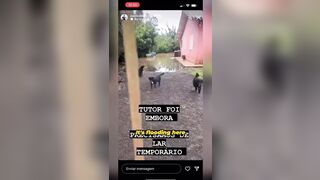 WATCH THIS: Awesome Footage shows Civilians Rescuing Dogs and Puppies Abandoned in Brazilian Floods..