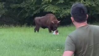 Tourist injured after getting ‘too close’ to bison in Poland’s ancient forest