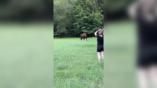 Tourist injured after getting ‘too close’ to bison in Poland’s ancient forest