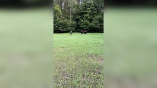 Tourist injured after getting ‘too close’ to bison in Poland’s ancient forest