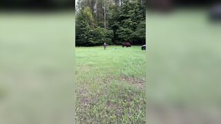 Tourist injured after getting ‘too close’ to bison in Poland’s ancient forest