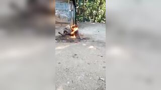 Strong Images: Meanwhile in Haiti the Killing Continues..Man Sprayed with Accelerant is Continuously Burned Alive as People Walk By