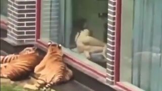 Bizarre...Wild Tigers Sit outside girl's Apartment watching Her Completely Naked and She Likes It?