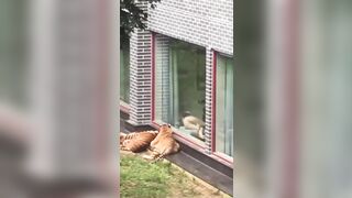 Bizarre...Wild Tigers Sit outside girl's Apartment watching Her Completely Naked and She Likes It?