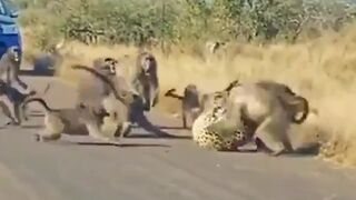 One Leopard Attacks Entire Troop of Baboons...not a Good Idea