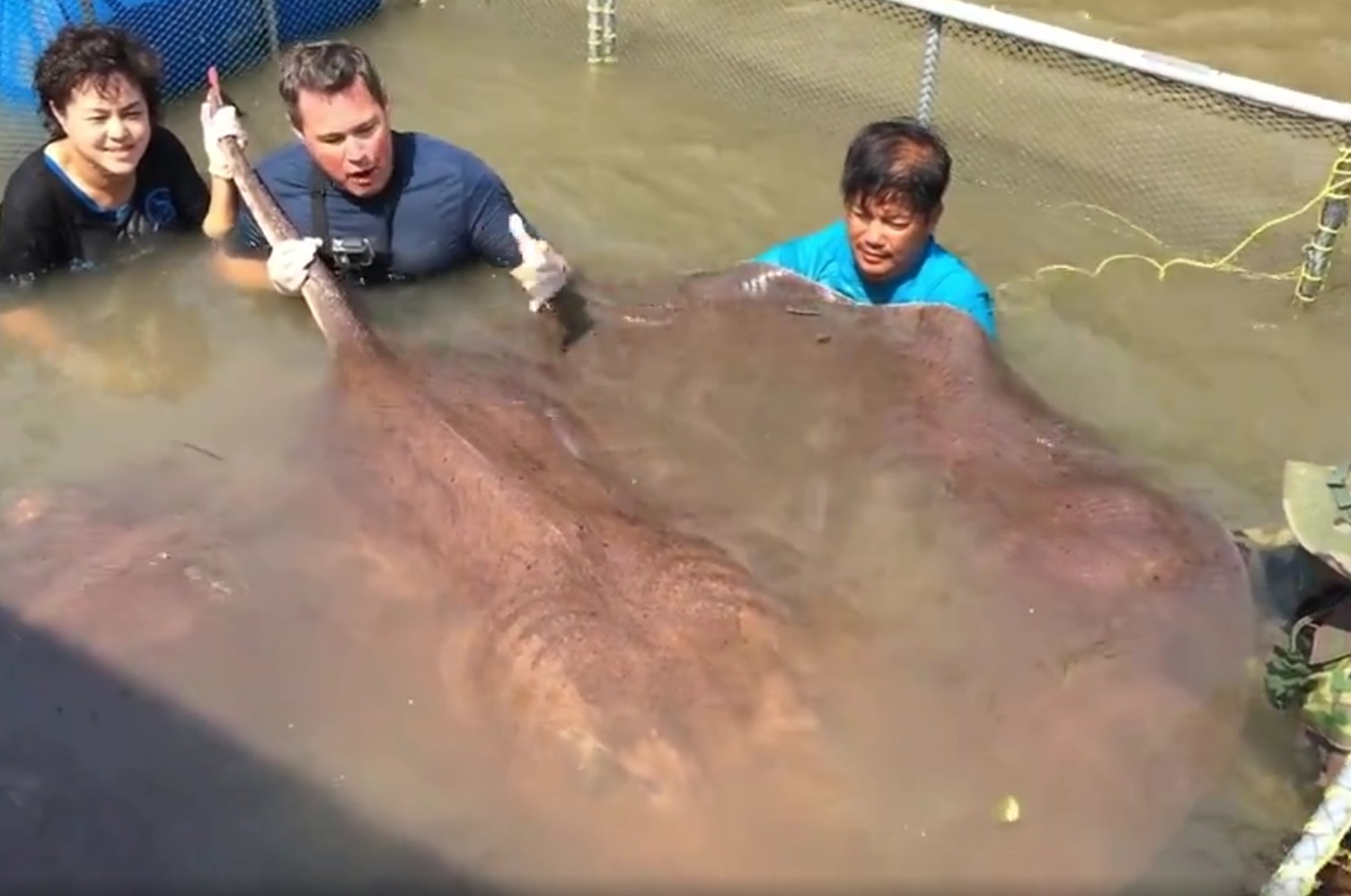 300kg Mekong stingray just pulled from the shallows. World’s largest freshwater fish, in a net.