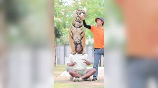 Tourist posed in Bangkok with a massive tiger.