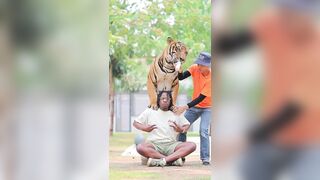 Tourist posed in Bangkok with a massive tiger.