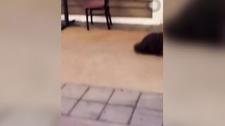 Fat bitches fight