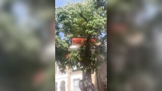 Illegal immigrants are now living in trees in the UK.