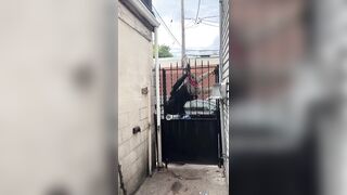 Neighbor Captured Man Stealing - Gate Did The Work