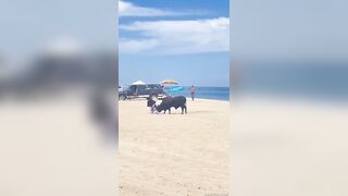 BULL ATTACK ON THE BEACH!