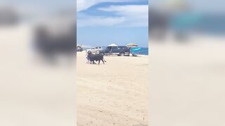BULL ATTACK ON THE BEACH!