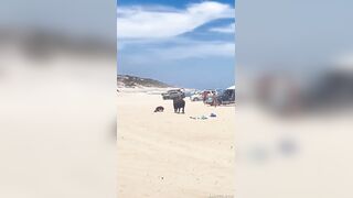 BULL ATTACK ON THE BEACH!