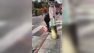 A homeless man was seen stealing food contents from a delivery robot in LosAngeles