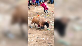 Bullfighter tramped and gored in rectum by bull's horn