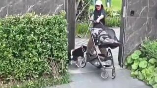 Mother Grabs Dog Over Stroller in Tense Encounter Clip