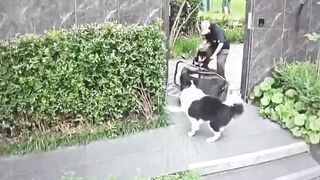 Mother Grabs Dog Over Stroller in Tense Encounter Clip