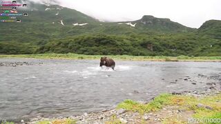 Streamers tunned as huge brown bear hunts right in front of them in Alaska
