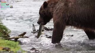 Streamers tunned as huge brown bear hunts right in front of them in Alaska