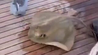 Fisherman gets Stung by Sting Ray on Deck of Boat