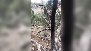 Guy with a Handgun Has Intense Standoff with a Mountain Lion....