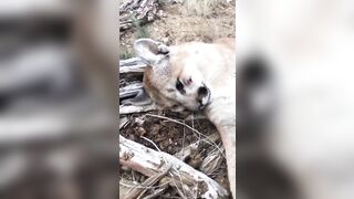 Guy with a Handgun Has Intense Standoff with a Mountain Lion....