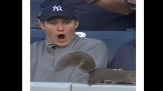 Squirrel Causes Hilarious Mayhem at a Yankee Game, The Mix of Reactions is Hilarious.