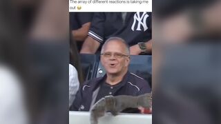 Squirrel Causes Hilarious Mayhem at a Yankee Game, The Mix of Reactions is Hilarious.