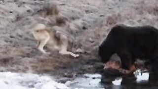 Big Bad Wolf turns into a Playful Puppy tryin to get Meat from a Grizzly Bear