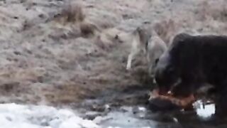 Big Bad Wolf turns into a Playful Puppy tryin to get Meat from a Grizzly Bear