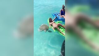 Snapping Turtle VS Bikini Girl