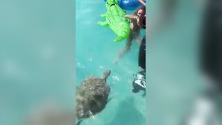 Snapping Turtle VS Bikini Girl