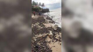 Brazil: Drowned Woman is Found by Fisherman in Brazil